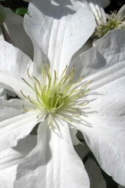 John Huxtable Clematis - 1 Gallon Pot 11 John Huxtable Clematis - 1 Gallon Pot -Garden Plants Shop clematis john huxtable 1
