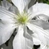 John Huxtable Clematis - 1 Gallon Pot -Garden Plants Shop clematis john huxtable 2