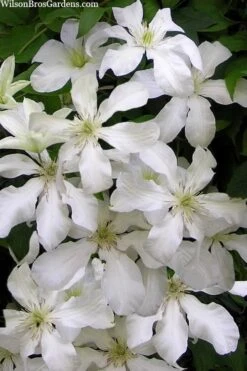 John Huxtable Clematis - 1 Gallon Pot 10 John Huxtable Clematis - 1 Gallon Pot -Garden Plants Shop clematis john huxtable 3