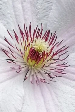 John Paul II Clematis - 1 Gallon Pot 13 John Paul II Clematis - 1 Gallon Pot -Garden Plants Shop clematis john paul II 5