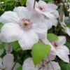 John Paul II Clematis - 1 Gallon Pot -Garden Plants Shop clematis john paul II 8