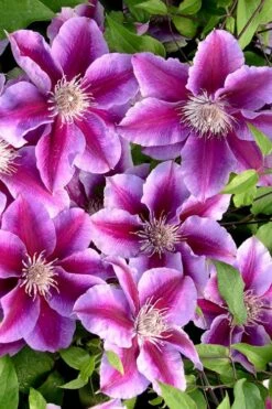 Killian Donahue Clematis - 1 Gallon Pot -Garden Plants Shop clematis killian donahue 2