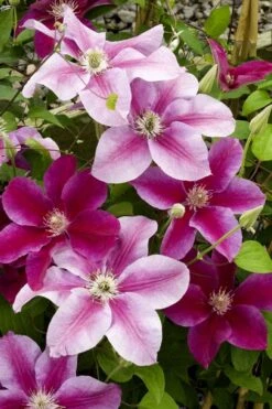 Killian Donahue Clematis - 1 Gallon Pot -Garden Plants Shop clematis killian donahue 4