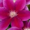 Killian Donahue Clematis - 1 Gallon Pot -Garden Plants Shop clematis killian donahue 8