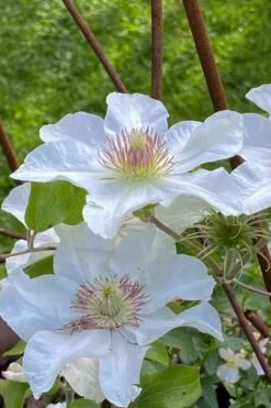 Kitty Clematis - 1 Gallon Pot -Garden Plants Shop clematis kitty 1