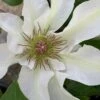 Kitty Clematis - 1 Gallon Pot -Garden Plants Shop clematis kitty 14