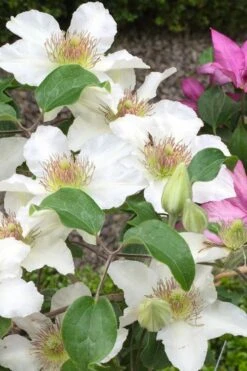 Kitty Clematis - 1 Gallon Pot -Garden Plants Shop clematis kitty 3