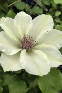 Kitty Clematis - 1 Gallon Pot -Garden Plants Shop clematis kitty 4