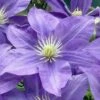 Lady Northcliffe Clematis - 1 Gallon Pot -Garden Plants Shop clematis lady northcliffe 1