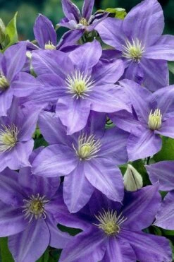 Lady Northcliffe Clematis - 1 Gallon Pot -Garden Plants Shop clematis lady northcliffe 2