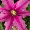 Liberation Clematis - 1 Gallon Pot 2 Liberation Clematis - 1 Gallon Pot -Garden Plants Shop clematis liberation 5