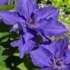 Lindsay Clematis - 1 Gallon Pot -Garden Plants Shop clematis lindsay 4