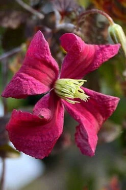 Madame Julia Correvon Clematis - 1 Gallon Pot -Garden Plants Shop clematis madame julia correvon 10