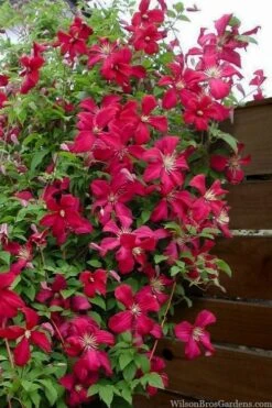 Madame Julia Correvon Clematis - 1 Gallon Pot -Garden Plants Shop clematis madame julia correvon 11
