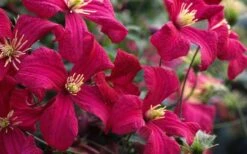 Madame Julia Correvon Clematis - 1 Gallon Pot -Garden Plants Shop clematis madame julia correvon 13