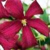 Madame Julia Correvon Clematis - 1 Gallon Pot -Garden Plants Shop clematis madame julia correvon 14