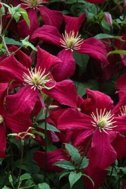 Madame Julia Correvon Clematis - 1 Gallon Pot -Garden Plants Shop clematis madame julia correvon 7