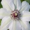 Miss Bateman Clematis - 1 Gallon Pot 2 Miss Bateman Clematis - 1 Gallon Pot -Garden Plants Shop clematis miss20bateman 2 500x750 1