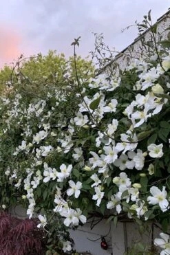 Grandiflora Montana Clematis - 1 Gallon Pot -Garden Plants Shop clematis montana grandiflora 1