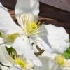 Grandiflora Montana Clematis - 1 Gallon Pot -Garden Plants Shop clematis montana grandiflora 13