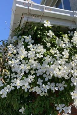 Grandiflora Montana Clematis - 1 Gallon Pot -Garden Plants Shop clematis montana grandiflora 2
