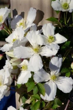 Grandiflora Montana Clematis - 1 Gallon Pot -Garden Plants Shop clematis montana grandiflora 9