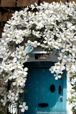 Grandiflora Montana Clematis - 1 Gallon Pot -Garden Plants Shop clematis montana grandiflora20copy