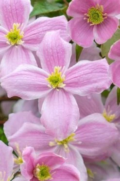 Mayleen Montana Clematis - 1 Gallon Pot -Garden Plants Shop clematis montana mayleen 1