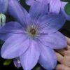 Mrs. Cholmondeley Clematis - 1 Gallon Pot -Garden Plants Shop clematis mrs cholmondeley 11