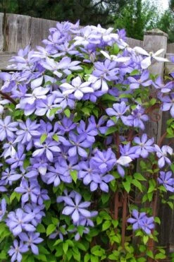 Mrs. Cholmondeley Clematis - 1 Gallon Pot -Garden Plants Shop clematis mrs cholmondeley 2