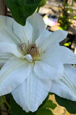 Mrs. George Jackman Clematis - 1 Gallon Pot -Garden Plants Shop clematis mrs george jackman 5