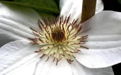 Mrs. George Jackman Clematis - 1 Gallon Pot -Garden Plants Shop clematis mrs george jackman 8