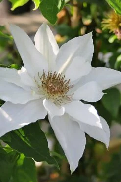 Mrs. George Jackman Clematis - 1 Gallon Pot -Garden Plants Shop clematis mrs george jackman 9