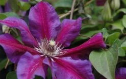 Mrs. Norman Thompson Clematis - 1 Gallon Pot -Garden Plants Shop clematis mrs n thompson 1