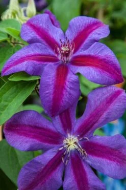 Mrs. Norman Thompson Clematis - 1 Gallon Pot -Garden Plants Shop clematis mrs n thompson 7