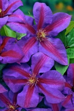 Mrs. Norman Thompson Clematis - 1 Gallon Pot -Garden Plants Shop clematis mrs norman thompson 20