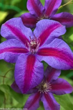 Mrs. Norman Thompson Clematis - 1 Gallon Pot -Garden Plants Shop clematis mrs norman thompson 21