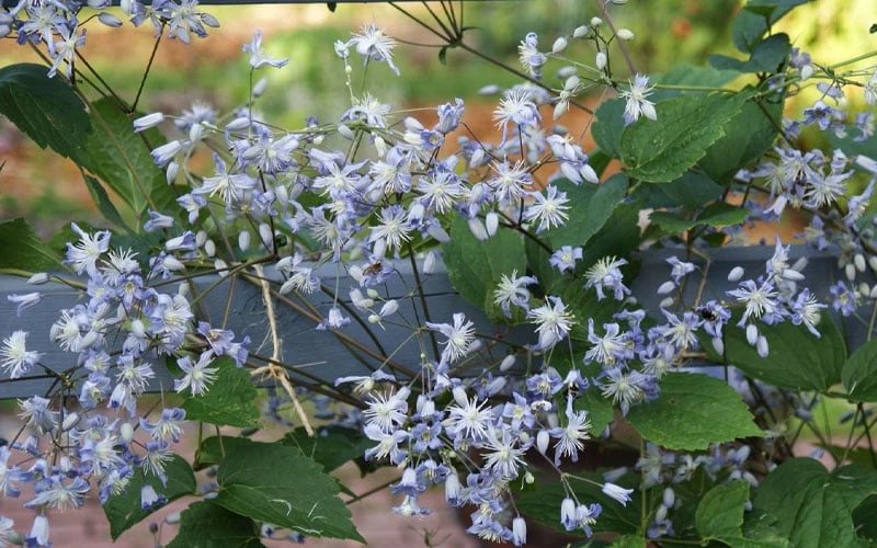 Mrs. Robert Brydon Clematis - 1 Gallon Pot 11 Mrs. Robert Brydon Clematis - 1 Gallon Pot - Image 9
