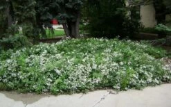 Mrs. Robert Brydon Clematis - 1 Gallon Pot 16 Mrs. Robert Brydon Clematis - 1 Gallon Pot -Garden Plants Shop clematis mrs robert brydon 4