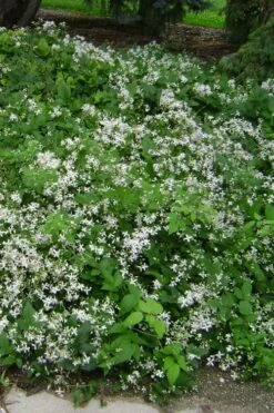 Mrs. Robert Brydon Clematis - 1 Gallon Pot 18 Mrs. Robert Brydon Clematis - 1 Gallon Pot -Garden Plants Shop clematis mrs robert brydon 6