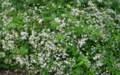 Mrs. Robert Brydon Clematis - 1 Gallon Pot 21 Mrs. Robert Brydon Clematis - 1 Gallon Pot -Garden Plants Shop clematis mrs robert brydon 7