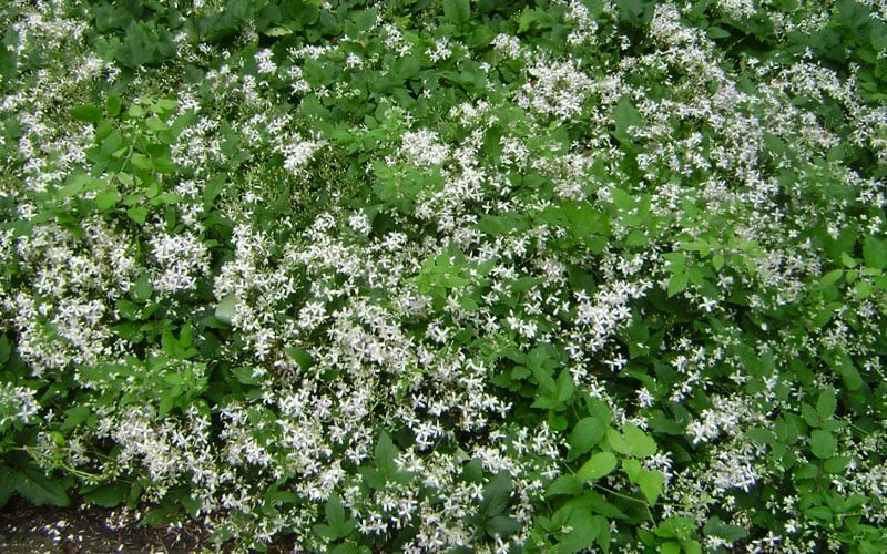 Mrs. Robert Brydon Clematis - 1 Gallon Pot 12 Mrs. Robert Brydon Clematis - 1 Gallon Pot - Image 10