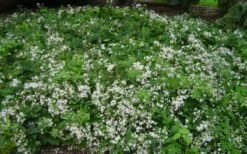 Mrs. Robert Brydon Clematis - 1 Gallon Pot 19 Mrs. Robert Brydon Clematis - 1 Gallon Pot -Garden Plants Shop clematis mrs robert brydon 8