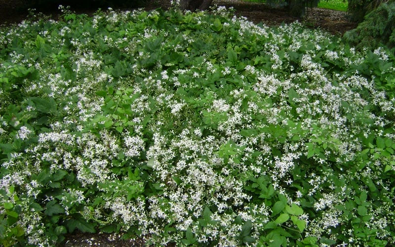 Mrs. Robert Brydon Clematis - 1 Gallon Pot 10 Mrs. Robert Brydon Clematis - 1 Gallon Pot - Image 8
