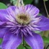 Multi Blue Clematis - 2 Gallon Pot -Garden Plants Shop clematis multi blue 1