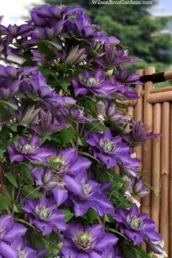 Multi Blue Clematis - 2 Gallon Pot -Garden Plants Shop clematis multi blue 3