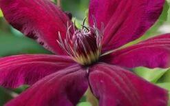 Niobe Clematis - 1 Gallon Pot -Garden Plants Shop clematis niobe 1