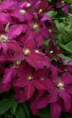 Niobe Clematis - 1 Gallon Pot -Garden Plants Shop clematis niobe 2