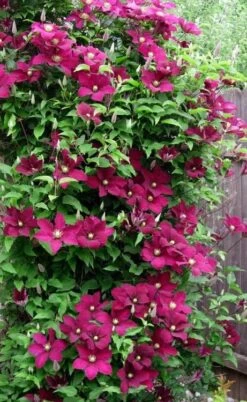 Niobe Clematis - 1 Gallon Pot -Garden Plants Shop clematis niobe 5