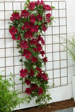 Nubia Clematis - 1 Gallon Pot -Garden Plants Shop clematis nubia 1